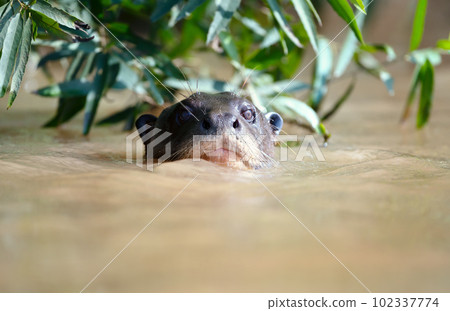 Close up of a giant otter in a river Close up of a giant otter in a river 102337774