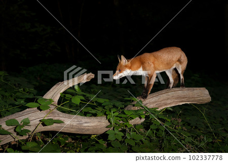 Red fox standing on a tree trunk at night in a forest 102337778