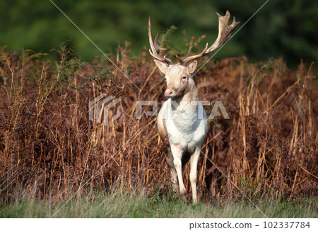 Close up of a Fallow deer in autumn Close up of a Fallow deer in autumn 102337784