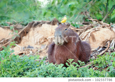 Capybara with a bird Cattle tyrant sitting on a head 102337786