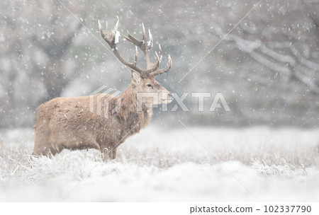 Red deer stag in the falling snow in winter Red deer stag in the falling snow in winter 102337790