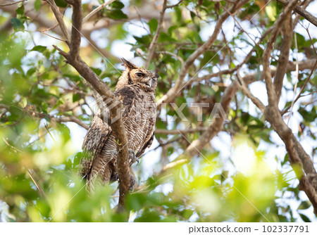 Great horned owl perched in a tree 102337791