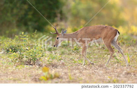 Pampas deer grazing at sunset 102337792