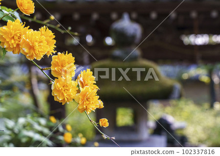 清晨的松尾大社山吹盛開的石燈籠(京都市西京區嵐山宮町) 清晨的松尾大社山吹盛開的石燈籠(京都市西京區嵐山宮町) 102337816