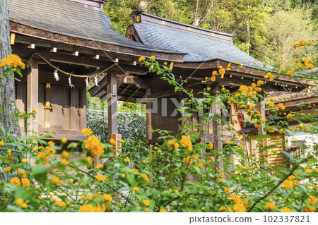 Matsunoo-taisha shrine grounds and Yamabuki in full bloom (Arashiyamanomiya-cho, Nishikyo-ku, Kyoto) Matsunoo-taisha shrine grounds and Yamabuki in full bloom (Arashiyamanomiya-cho, Nishikyo-ku, Kyoto) 102337821
