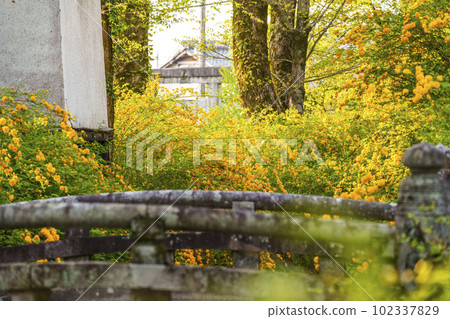清晨的松尾大社，盛開的山吹（京都市西京區嵐山宮町） 102337829