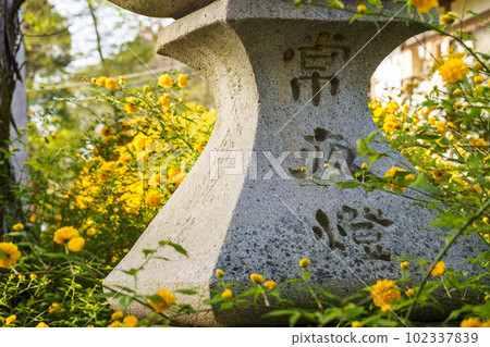 清晨的松尾大社,盛開的山吹(京都市西京區嵐山宮町) 清晨的松尾大社,盛開的山吹(京都市西京區嵐山宮町) 102337839