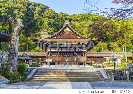清晨的松尾大社，山吹花季（京都市西京區嵐山宮町） 102337840