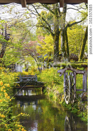 清晨的松尾大社，盛開的山吹（京都市西京區嵐山宮町） 102337885