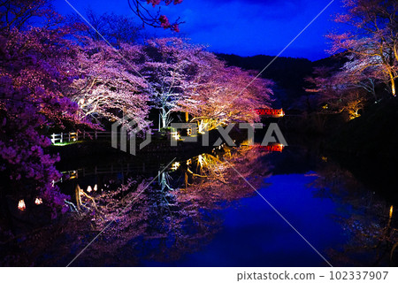 Cherry blossoms at Shikano Castle Ruins Park Cherry blossoms at Shikano Castle Ruins Park 102337907