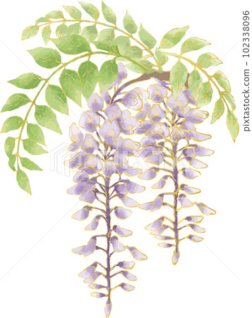 Wisteria flower watercolor hand drawn analog illustration material Wisteria flower watercolor hand drawn analog illustration material 102338096