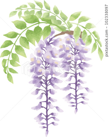 紫藤花水彩手繪模擬插圖素材 102338097