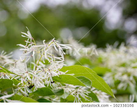 Hitotsubatago (Nanjamonja) flowers blooming on a sunny day in early summer 102338108