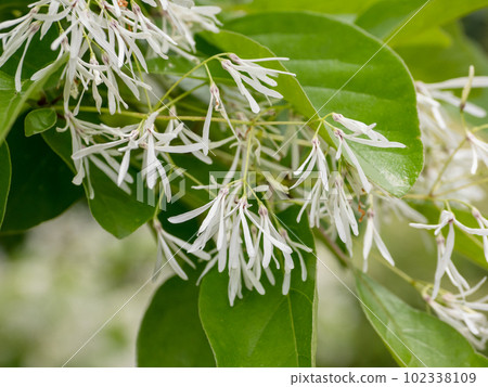 初夏陽光燦爛的日子裡盛開的一枝花(Nanjamonja) 初夏陽光燦爛的日子裡盛開的一枝花(Nanjamonja) 102338109