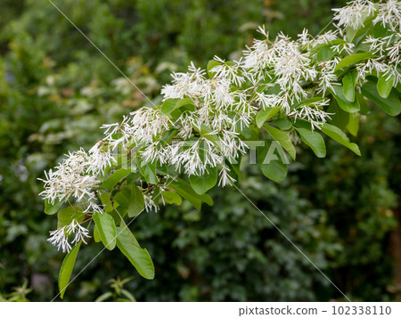 初夏陽光燦爛的日子裡盛開的一枝花(Nanjamonja) 初夏陽光燦爛的日子裡盛開的一枝花(Nanjamonja) 102338110