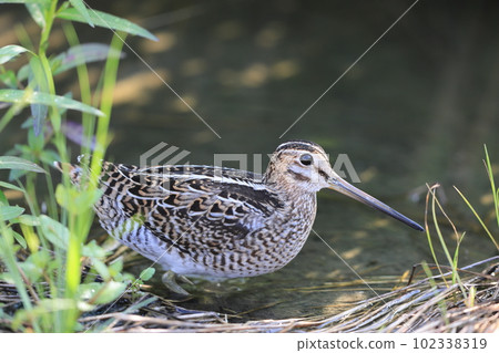 Harioshibi 102338319