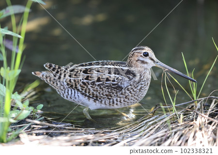 Harioshibi 102338321