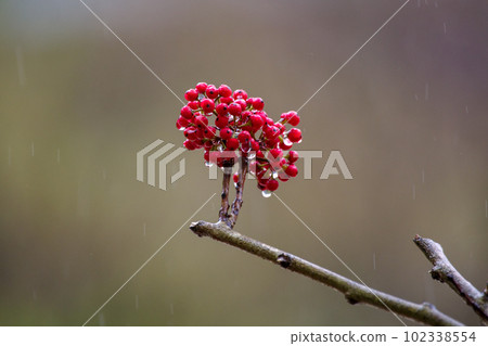 It rains on the red berries of Kuroganemochi 102338554