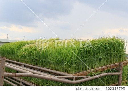 準備水稻種植墊苗 準備水稻種植墊苗 102338795