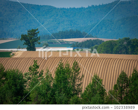 Field of rolling hills Field of rolling hills 102338989