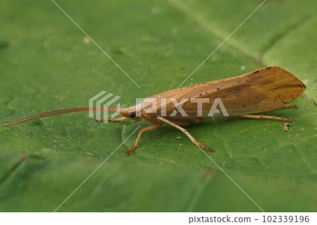 Closeup on an adult large European pale yellow colored Caddis Fly, Grammotaulius nigropunctatus 102339196