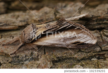 Closeup shot of the swallow prominent moth, Pheosia tremula, sitting on a wood 102339201