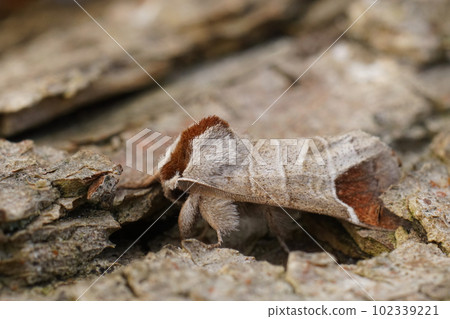 Close up of the chocolate-tip moth, Clostera curtula on wood 102339221