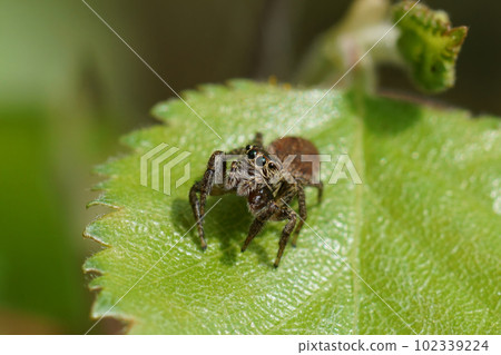 Closeup on a small cute brown jumping spider, Dendryphantes rudis Closeup on a small cute brown jumping spider, Dendryphantes rudis 102339224