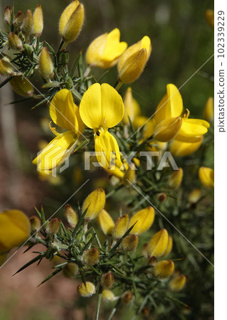 Vertical closeup on the yellow flowers of the European Common gorse, with it's spiky leaves Vertical closeup on the yellow flowers of the European Common gorse, with it's spiky leaves 102339229