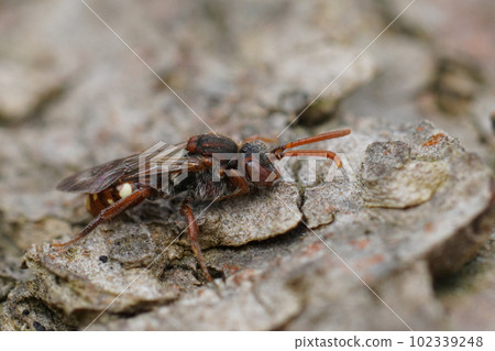 Natural closeup on a White-spotted Nomad solitary cuckoo bee, Nomada alboguttata sitting on wood 102339248