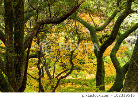 Aso-Kuju National Park shines in the autumn foliage Autumn leaves seen during the drive (Kikuchi Gorge/Kikuchi Aso Skyline) 102339516