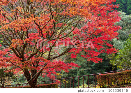 Aso-Kuju National Park shines in the autumn foliage Autumn leaves seen during the drive (Kikuchi Gorge/Kikuchi Aso Skyline) 102339546