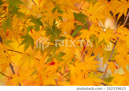 Aso-Kuju National Park shines in the autumn foliage Autumn leaves seen during the drive (Kikuchi Gorge/Kikuchi Aso Skyline) 102339625