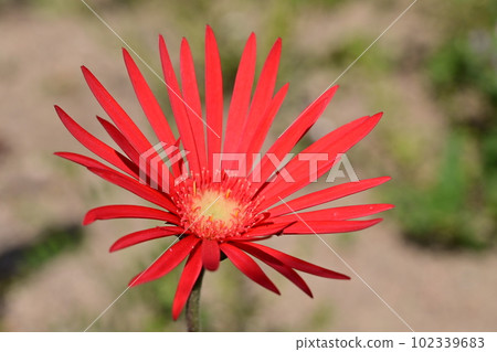 菊科非洲菊（蛋白石）紅花 102339683