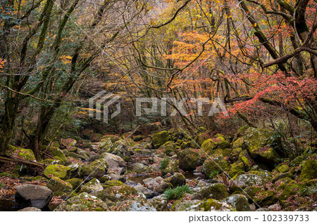 Gorge scenery that shines in autumn leaves Aso Kuju National Park Autumn leaves scenery (Kikuchi Gorge/Kikuchi Aso Skyline) 102339733