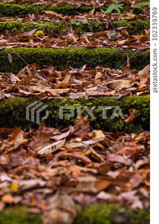 峽谷長廊和落葉在秋葉中閃耀 阿蘇九重國立公園秋葉風景(菊池峽谷/菊池阿蘇天際線) 峽谷長廊和落葉在秋葉中閃耀 阿蘇九重國立公園秋葉風景(菊池峽谷/菊池阿蘇天際線) 102339769