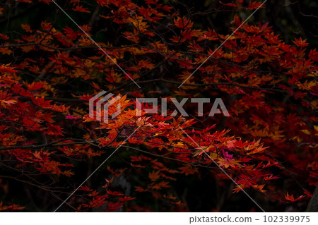 Valley maples shining in autumn colors Aso Kuju National Park (Kikuchi Valley/Kikuchi Aso Skyline) 102339975