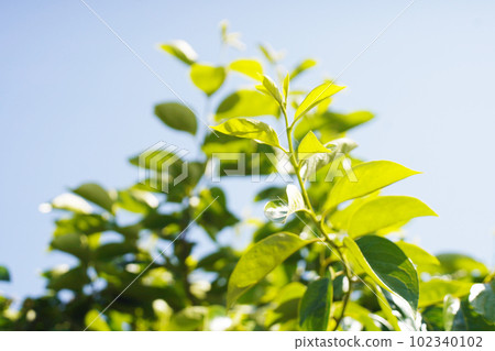 Season when young leaves shine Old lens 102340102