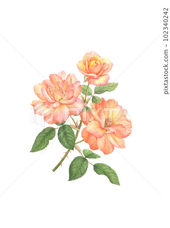 安妮的玫瑰水彩畫 安妮的玫瑰水彩畫 102340242