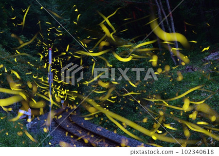 Firefly, comparative bright synthesis 102340618