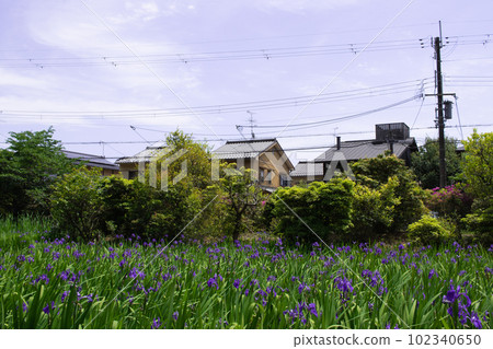 Moriwaka and the sky blooming in lush Kyoto Moriwaka and the sky blooming in lush Kyoto 102340650