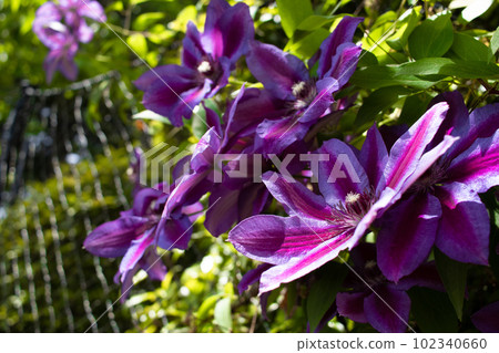 Tessen in the sun 102340660