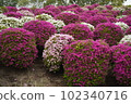 盛開的粉紅色杜鵑花 102340716