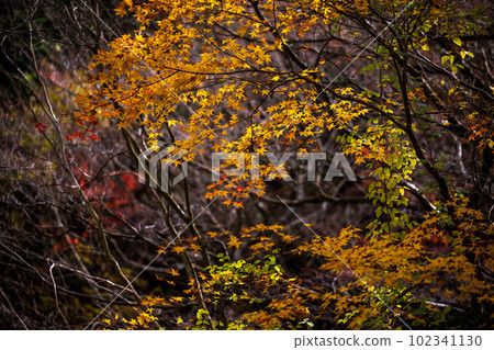 紅葉映照下的峽谷風光 阿蘇九重國立公園(菊池峽谷/菊池阿蘇天際線) 紅葉映照下的峽谷風光 阿蘇九重國立公園(菊池峽谷/菊池阿蘇天際線) 102341130