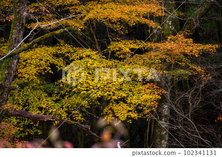 Gorge scenery that shines in autumn leaves Aso Kuju National Park (Kikuchi Gorge/Kikuchi Aso Skyline) Gorge scenery that shines in autumn leaves Aso Kuju National Park (Kikuchi Gorge/Kikuchi Aso Skyline) 102341131