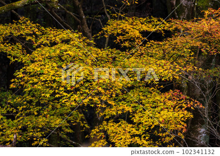 Gorge scenery that shines in autumn leaves Aso Kuju National Park (Kikuchi Gorge/Kikuchi Aso Skyline) Gorge scenery that shines in autumn leaves Aso Kuju National Park (Kikuchi Gorge/Kikuchi Aso Skyline) 102341132