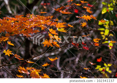 Autumn leaves and autumn leaves in the valley, Aso Kuju National Park (Kikuchi Valley/Kikuchi Aso Skyline) Autumn leaves and autumn leaves in the valley, Aso Kuju National Park (Kikuchi Valley/Kikuchi Aso Skyline) 102341137