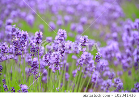 薰衣草盛開的圖片 102341436
