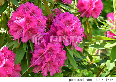 Red flower of Rhododendron (Ericaceae) 102341656