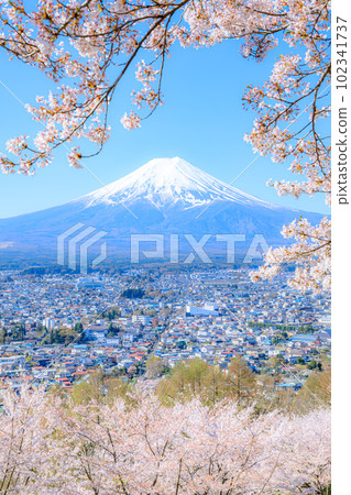 Cherry blossoms and Mt. Fuji seen from Arakurayama Sengen Park in spring, Fujiyoshida City, Yamanashi Prefecture Cherry blossoms and Mt. Fuji seen from Arakurayama Sengen Park in spring, Fujiyoshida City, Yamanashi Prefecture 102341737